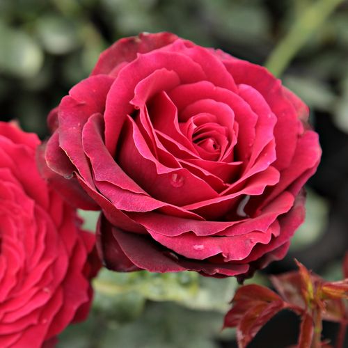 E-commerce, vendita, rose, in, vaso rose ibridi di tea - rosso - Rosa Magia Nera™ - rosa dal profumo discreto - Maurice Combe - Decorativi fiori rosso scuro, appare bene in gruppi. Colori profondi, neri nella fase del germoglio, fragranti